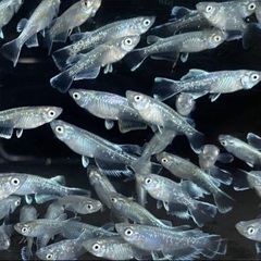 現物　マリアージュロングフィン若魚　2022年初夏産まれ　産卵中！