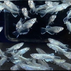 現物　マリアージュロングフィン若魚　2022年初夏産まれ　産卵中！の画像