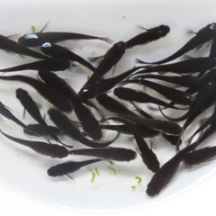 現物　オロチ　メダカ　2022年春産まれ　産卵中　1ペア800円