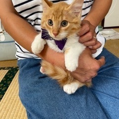 凛々しい茶白長毛　4ヶ月カイト君