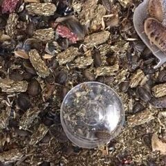デュビア　1センチー～3センチ　餌用300匹