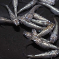 現物　スズラン　メダカ　1ペア800円 2022年春産まれ　産卵中！の画像