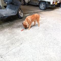 迷い犬※見つかりましたご協力ありがとうございました。