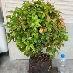 オタフクナンテン　50cm 不織布バッグ　庭木　低木　2本セット