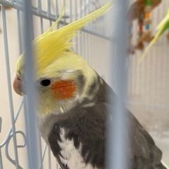 セキセイインコ、オカメインコ