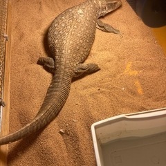 サバンナモニター　
