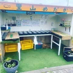 里山めだか　里山公園前　無人販売所　エビとミジンコ　8/6