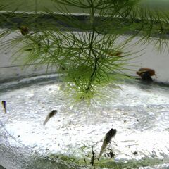 希少魚種　トウカイヨシノボリ　１0匹　1000円　の画像