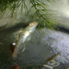 希少魚種　トウカイヨシノボリ　１0匹　1000円　の画像