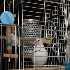 白文鳥　オス