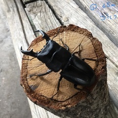 ヒラタクワガタ