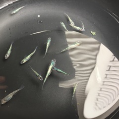 メダカ　夜桜ブルーラメ　若魚8匹