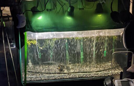 水槽とその周辺全てと金魚