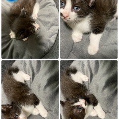 ハチワレ・白サバ子猫