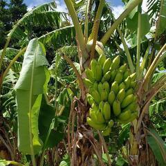 沖縄料理を食べに行きませんか?🌴🥭 − 東京都
