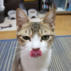 里親募集です！