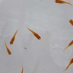 若草オレンジ