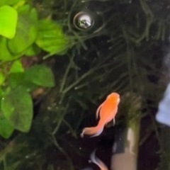 紅帝鰭長メダカ（天女の舞系統）3匹＋ 1匹　の画像