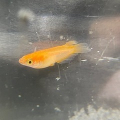 紅帝鰭長メダカ（天女の舞系統）3匹＋ 1匹　の画像