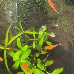 紅帝鰭長メダカ（天女の舞系統）3匹＋ 1匹　の画像