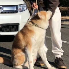 穏やかな秋田犬のトミーです