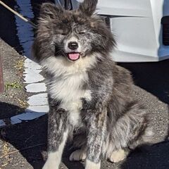 秋田犬　長毛種のマキちゃんです - 安中市