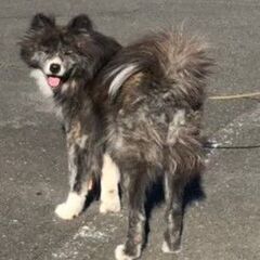 秋田犬　長毛種のマキちゃんです - 犬