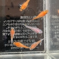 半ダルマメダカ　7匹　（決まりました）