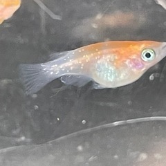 半ダルマメダカ　7匹　（決まりました）の画像