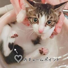 【決まりました！】キジ白(男の子)の子猫