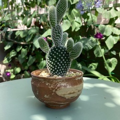ウチワサボテン　観葉植物　ガーデニング