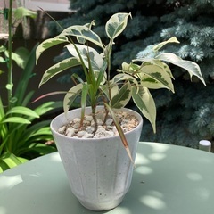 観葉植物小さな寄せ植え　ガーデニング