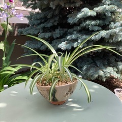 小さなオリズルラン　観葉植物　ガーデニング