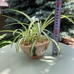 小さなオリズルラン　観葉植物　ガーデニングの画像