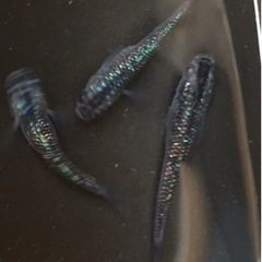 第4回鴬メダカ即売会