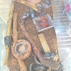 カブトムシ ペア