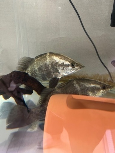 大型魚　アカメ　1匹