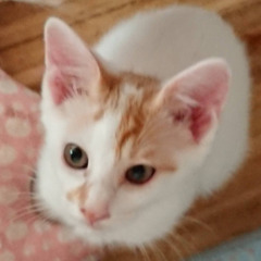 生後半年　白茶の兄妹子猫　性格よし！