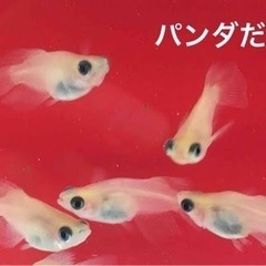 めだか卵15個＋α各380円