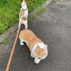 小動物・フクロモモンガ・愛犬友達募集 - メンバー募集