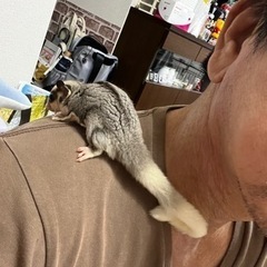 小動物・フクロモモンガ・愛犬友達募集 - 友達