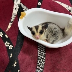 小動物・フクロモモンガ・愛犬友達募集 − 東京都
