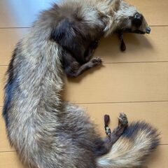 フォックスショールの画像