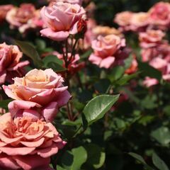 大人(30代以上)の写真サークルです♪