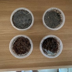 オオクワガタ幼虫　久留米産