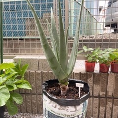 アロエベラ　2年間育ち