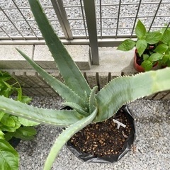 アロエベラ　2年間育ちの画像