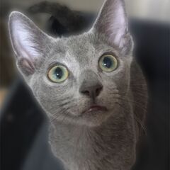 ロシアンブルー　子猫　　●●アゴはネコでお世話・里親募集中●●そ...