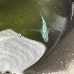 メダカ、めだか、各種