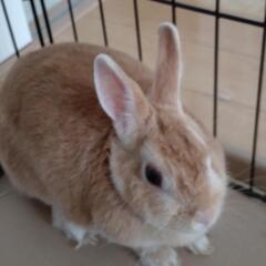 ウサギ　ネザーランド雌の画像